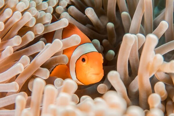 Healthy exotic aquarium fish